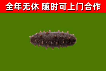 许昌烟酒回收干海参.jpg